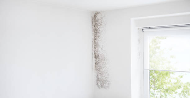 Best Forensic Mold Investigation  in Tilden, NE