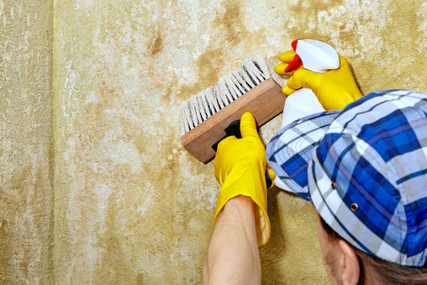 Best Commercial Mold Inspection  in Tilden, NE