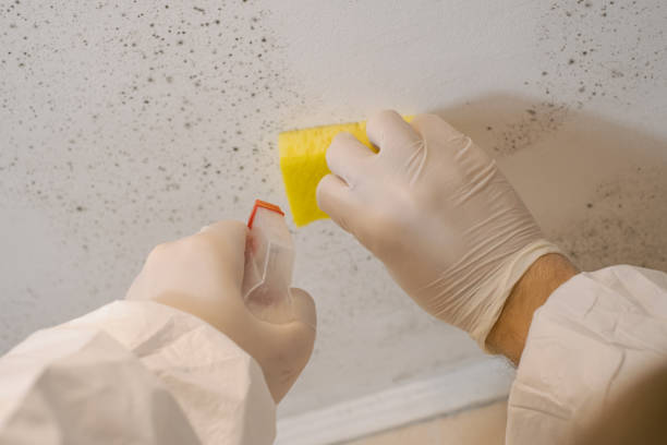 Best Mold Removal for HVAC Installations  in Tilden, NE