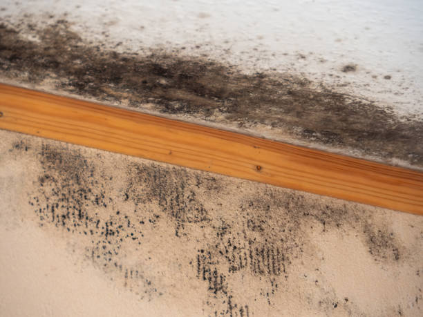Best Mold Prevention Services  in Tilden, NE