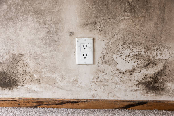 Best Post-Construction Mold Inspection  in Tilden, NE