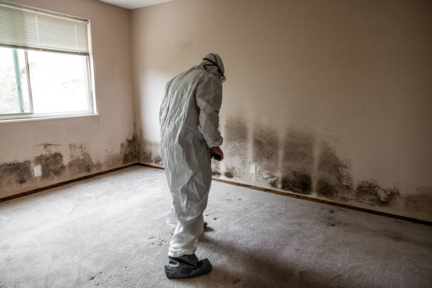 Mold Documentation for Insurance Claims in Tilden, NE