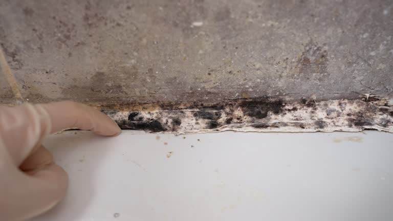  Tilden, NE Mold Removal Pros